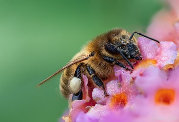 Biene im Blütenmeer_+MT.jpg